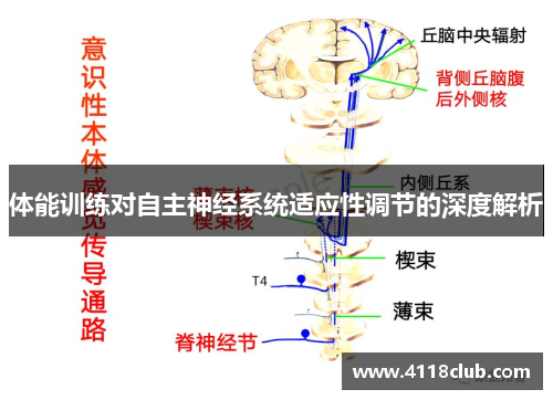 体能训练对自主神经系统适应性调节的深度解析